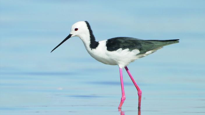 Black and white stilt on water 